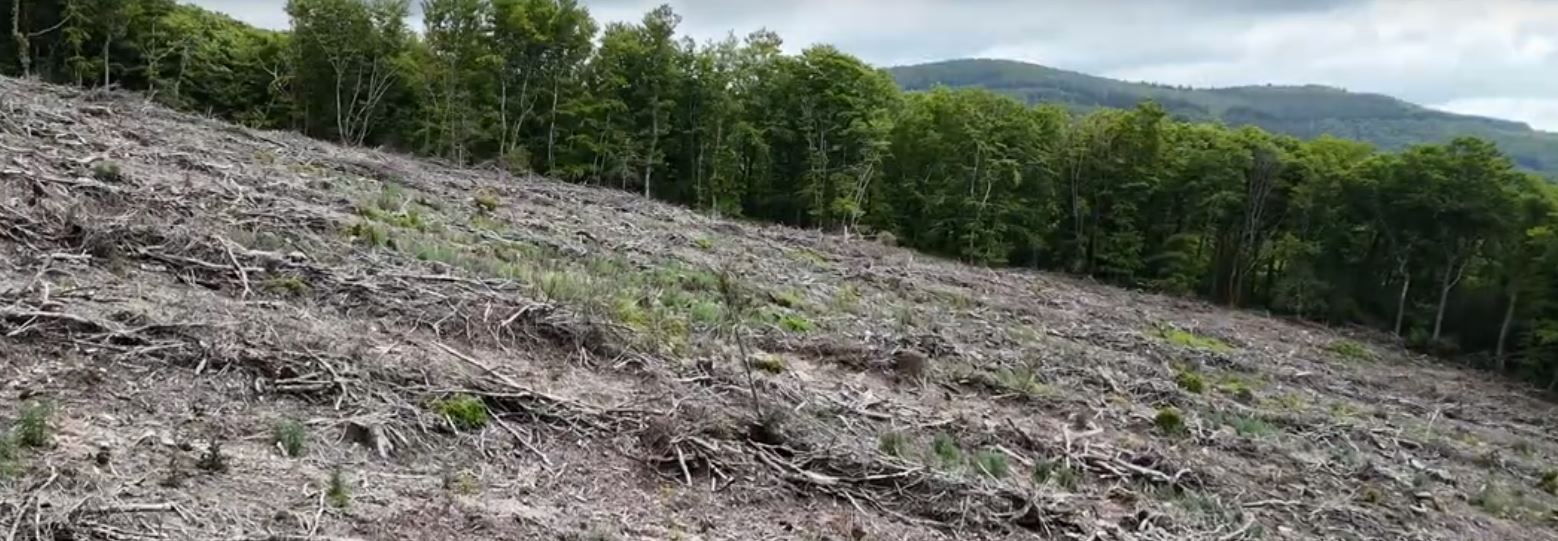 Analyse des coupes rases